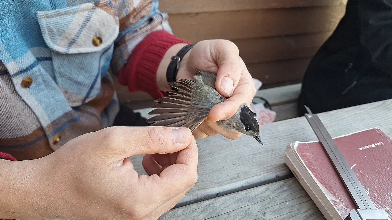 Samsun'da kuşların göç yolculuğu kayıt altına alınıyor