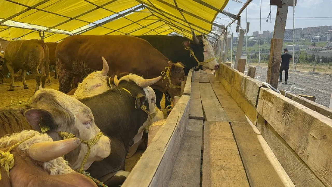 Binlerce kurbanlık çadırlarda yerini aldı