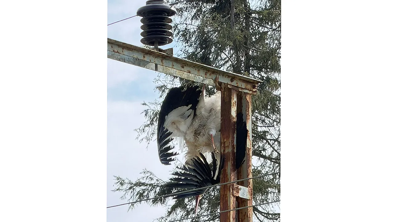 Çarşamba'da elektrik direğinde akıma kapılan leylek telef oldu