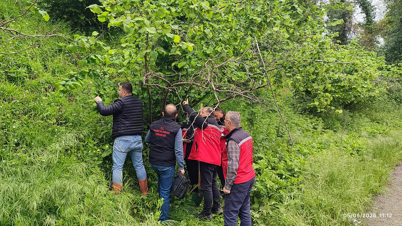 Samsun, Ordu ve Giresun'da fındıkta görülen kurumalar araştırılıyor