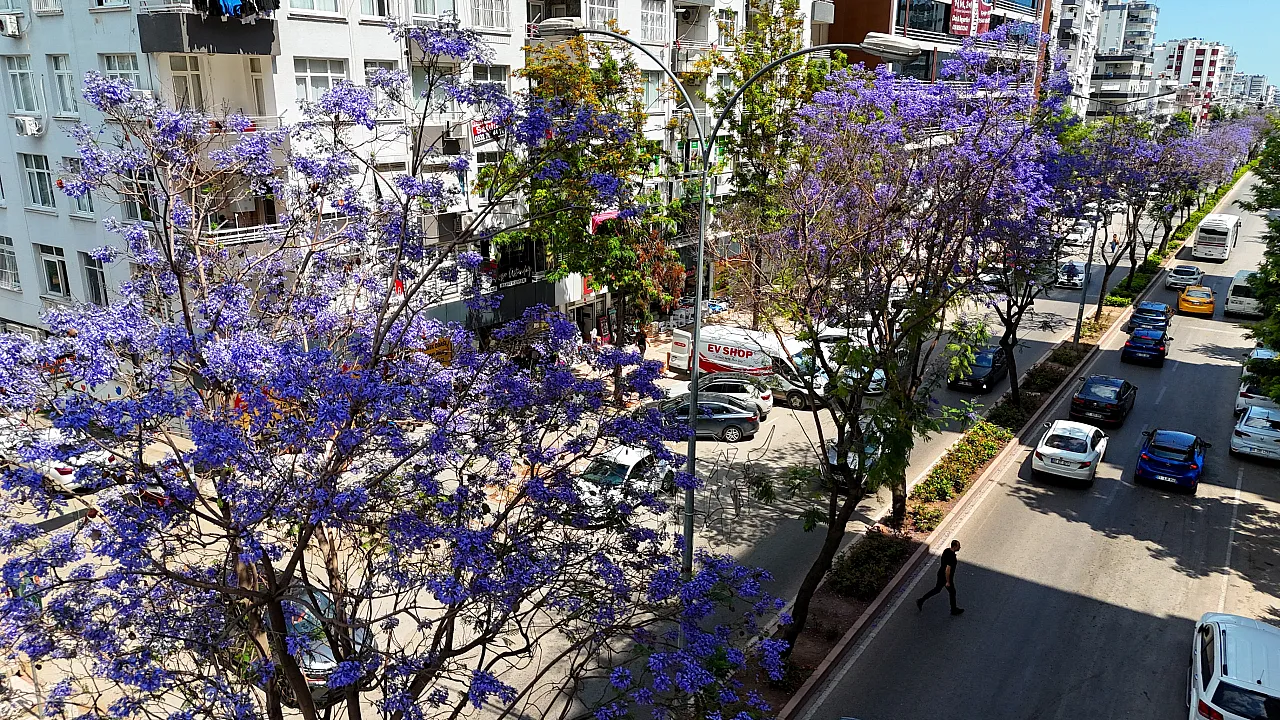 Jakarandalar Adana'yı mor renklere bürüdü