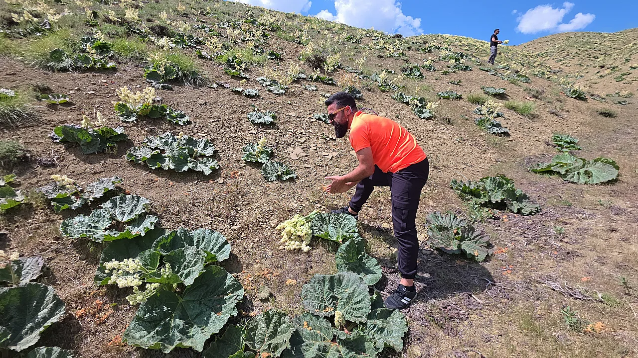 O lezzet için sabahın erken saatlerinde yaylaya çıkıyorlar