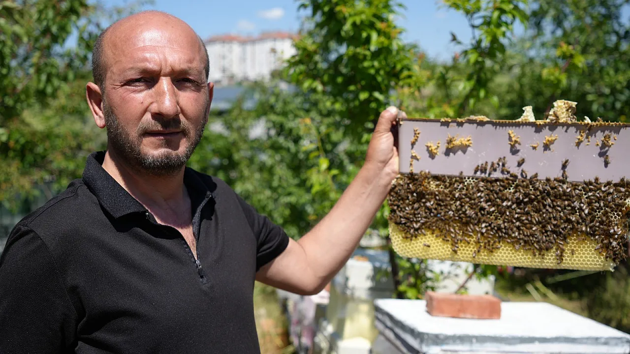 Çıplak elleriyle arı kovanına giriyor