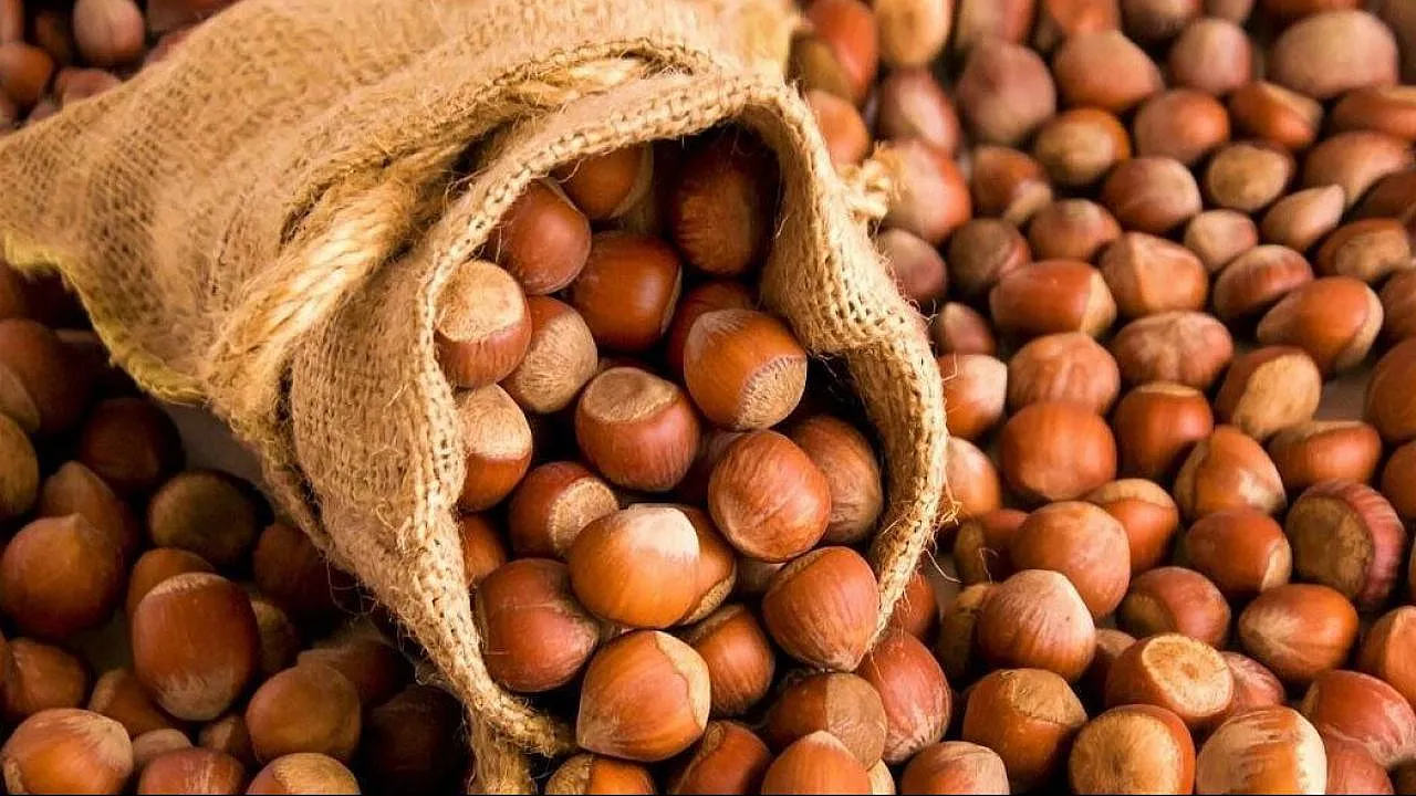 17 Temmuz İl İl Güncel Fındık Fiyatları: Serbest Piyasada Son Durum Ne?