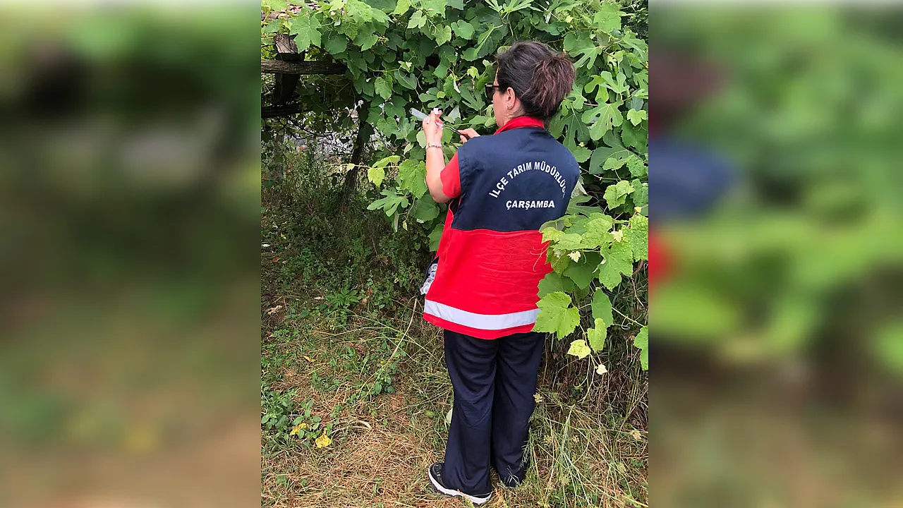 Çarşamba'da kokarcaya karşı 10 bin 864 samuray arıcığı görevde