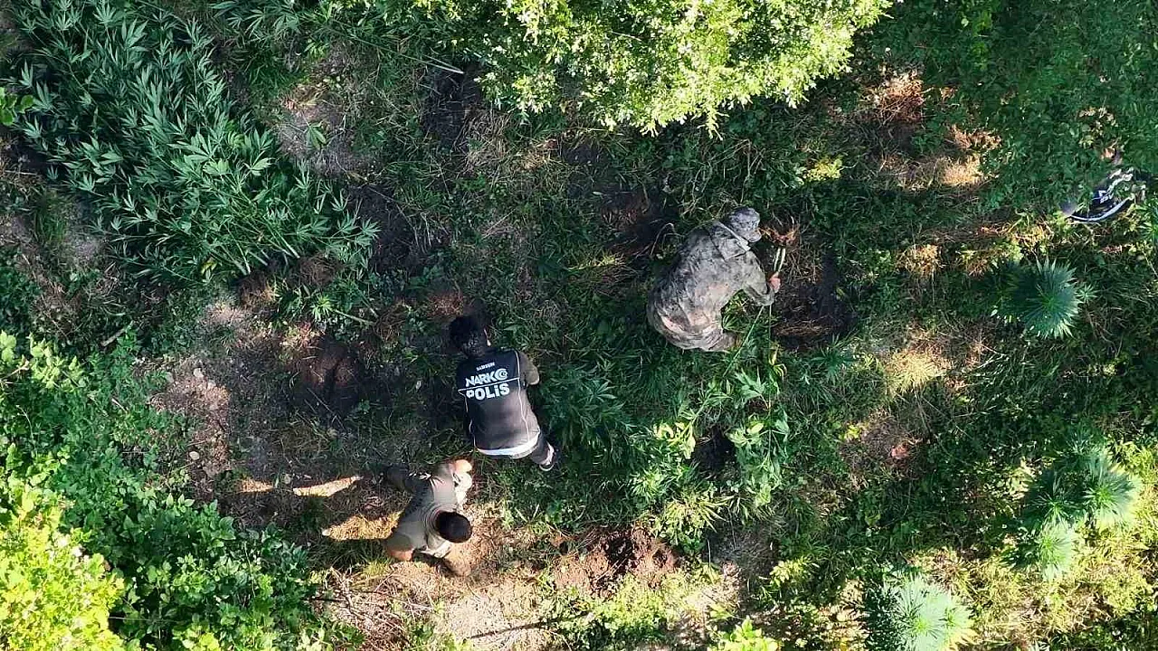 Samsun'da uyuşturucu operasyonu: Hasat edilmeye hazır 782 kök kenevir ele geçirildi