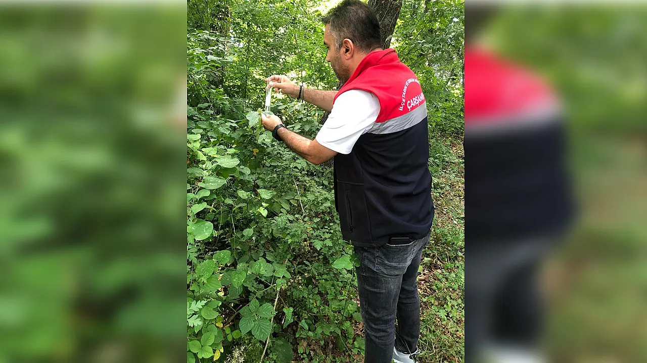 Çarşamba'da kokarcaya karşı 10 bin 864 samuray arıcığı görevde
