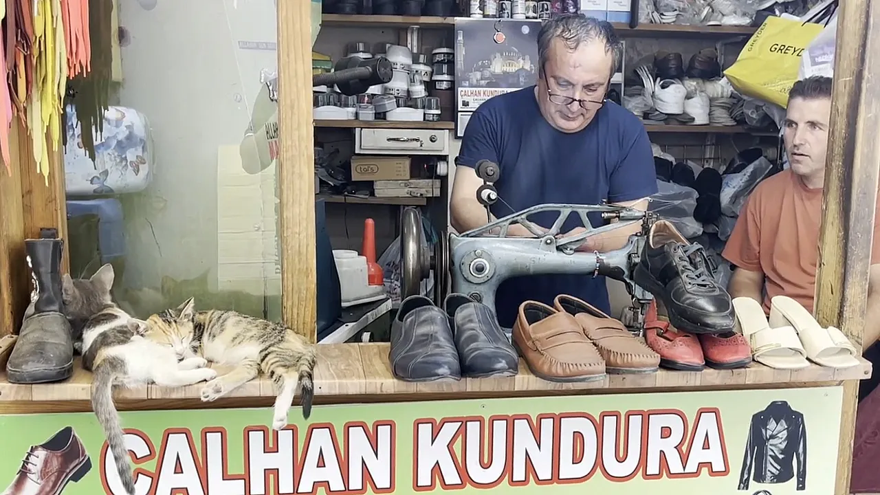 İki tekir kediden gölgede bir mola
