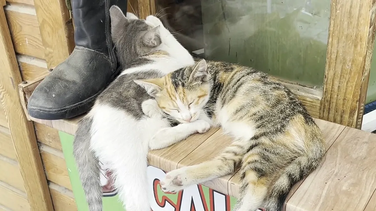 İki tekir kediden gölgede bir mola
