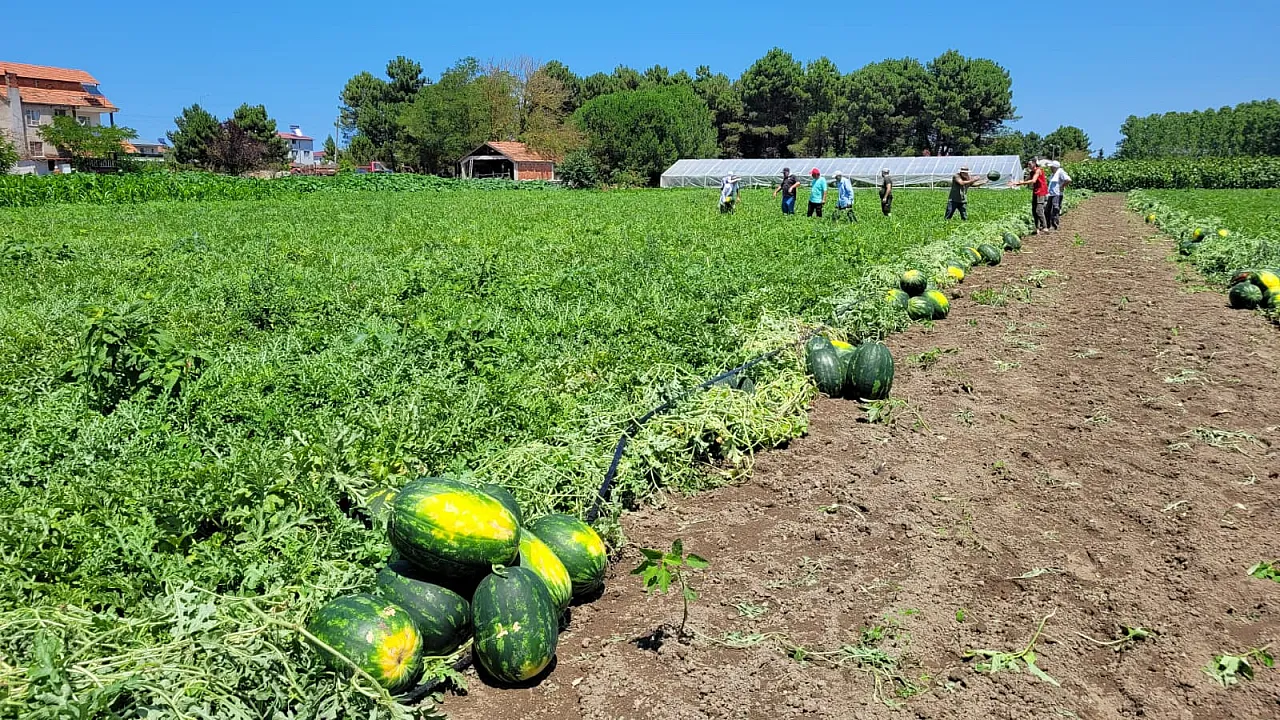 Çarşamba Ovası'nda karpuz hasadı başladı