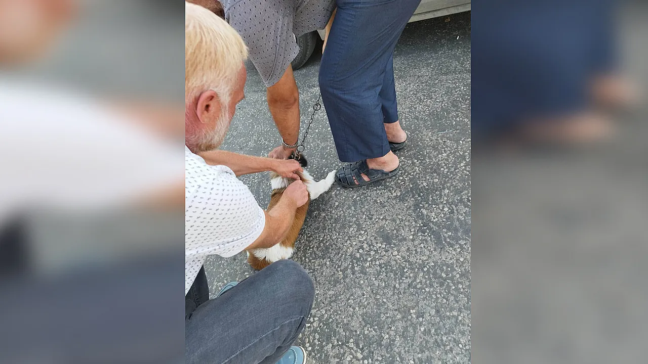 Çarşamba'da mikroçip ile kimliklendirme uygulaması