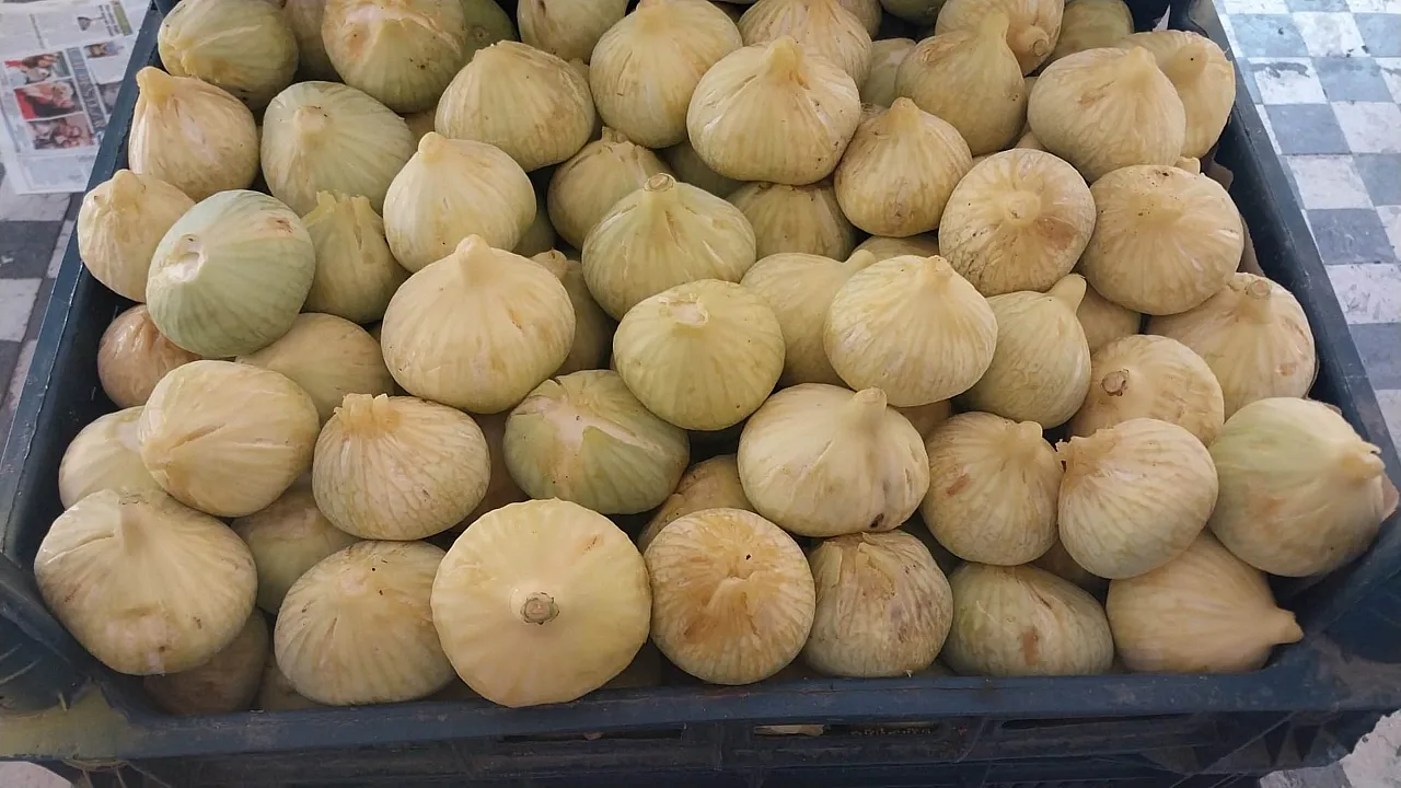 Beyaz incir mesaisi başladı