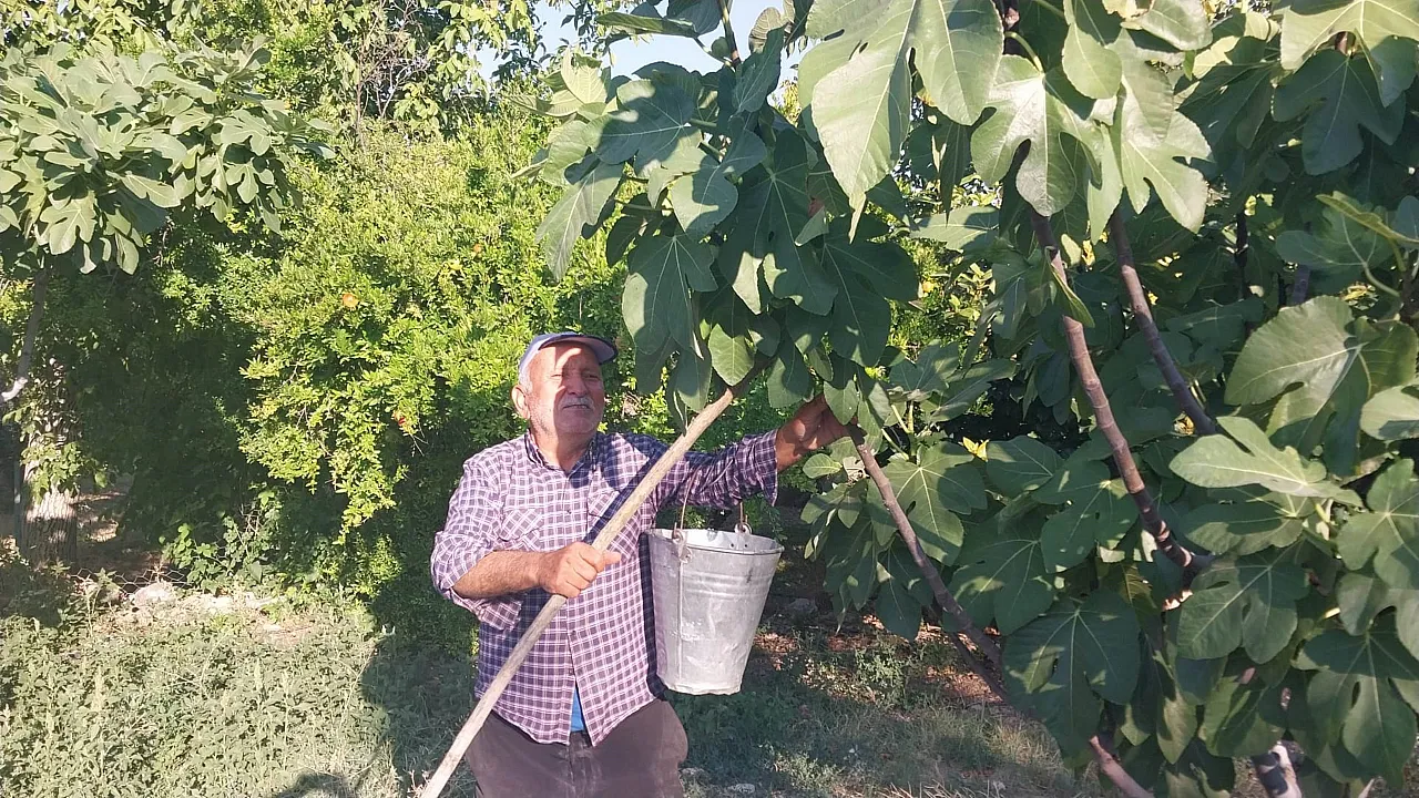 Beyaz incir mesaisi başladı