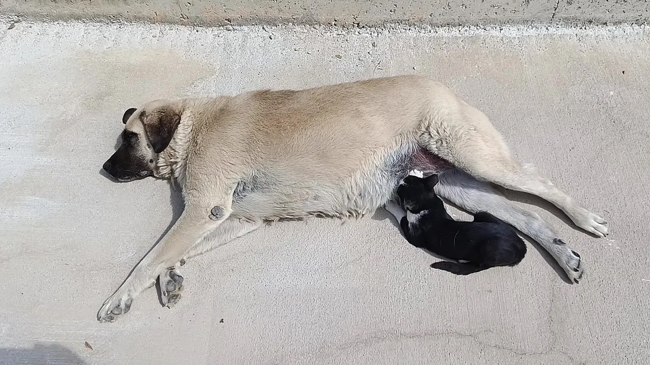 Köpeği annesi sanan kedi görenleri şaşkına çevirdi