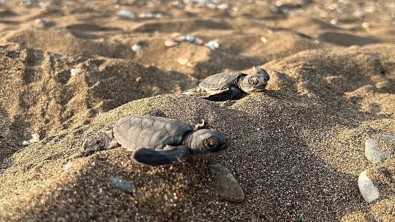 Mersin'de 100 bin yavru denizle buluştu
