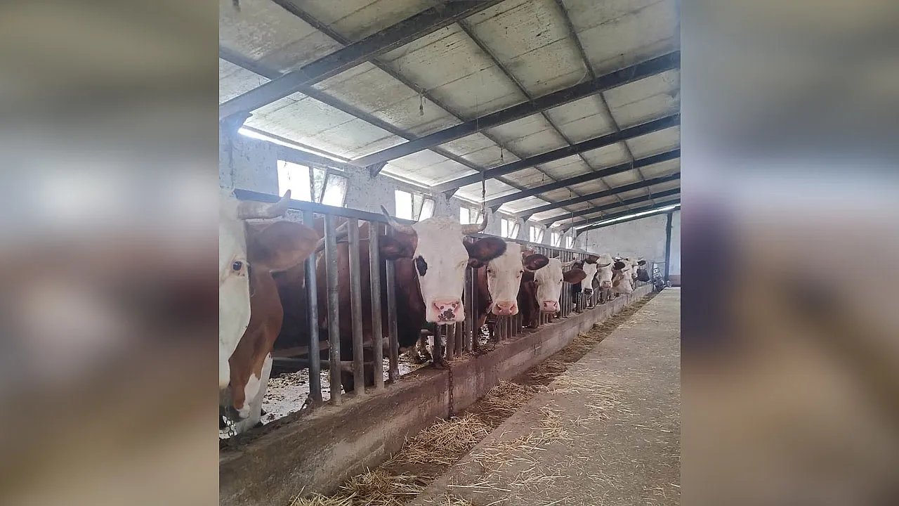Çarşamba'da yetiştiricilere hastalıktan ari işletme bilgilendirmesi