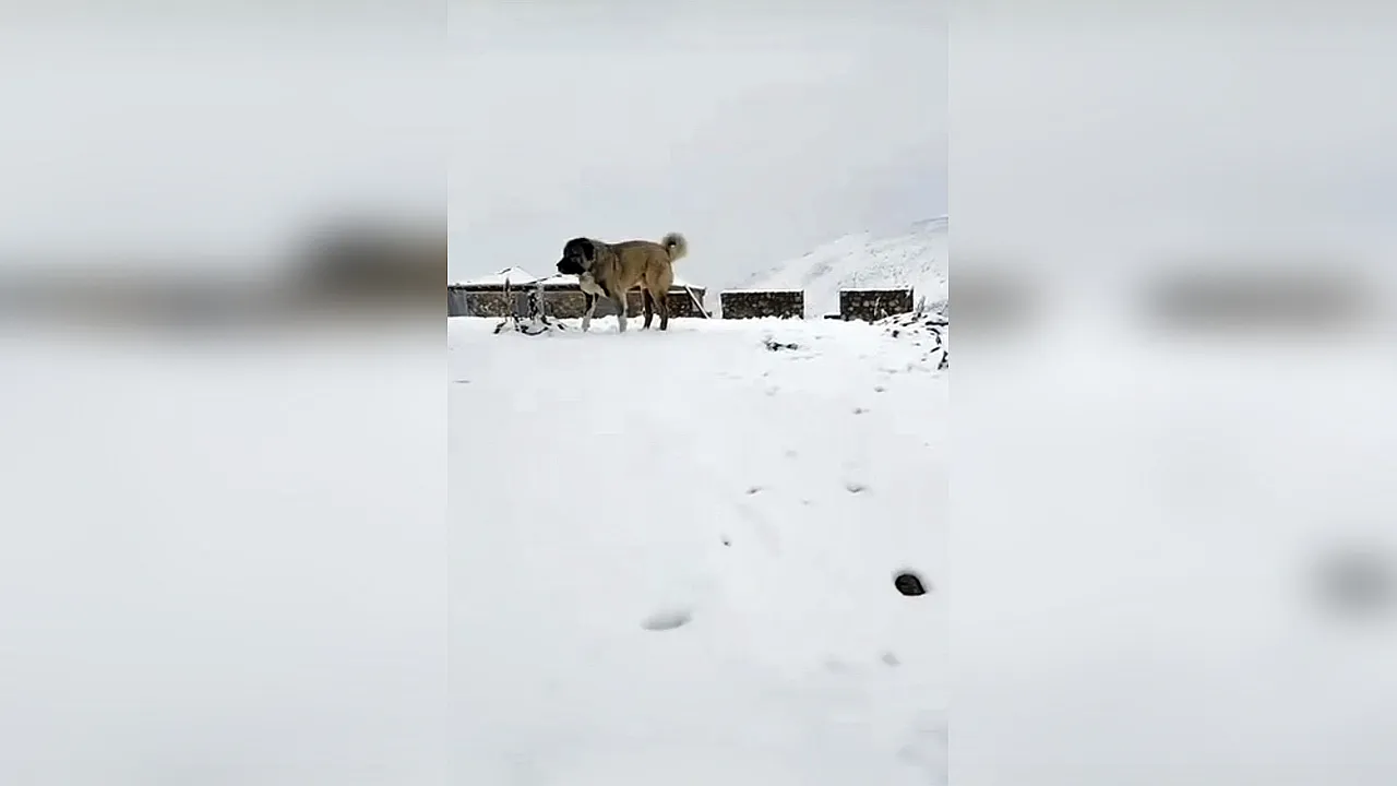 Rize'de Eylül ayında kar sürprizi