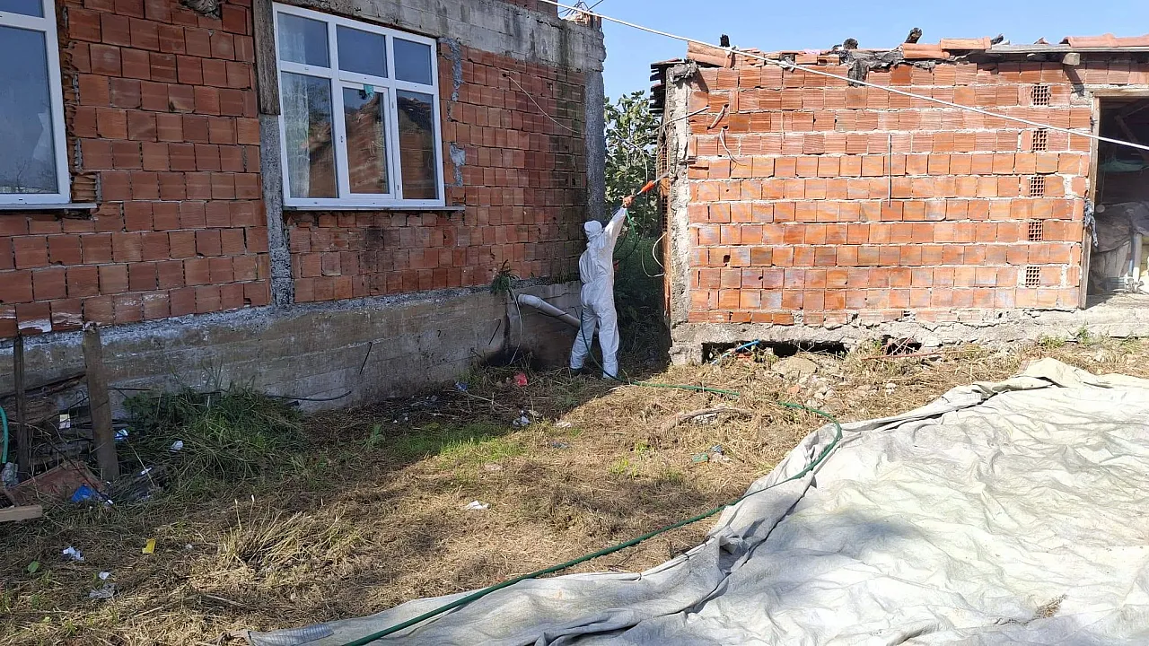 Samsun'da kahverengi kokarcaya karşı mücadele sürüyor