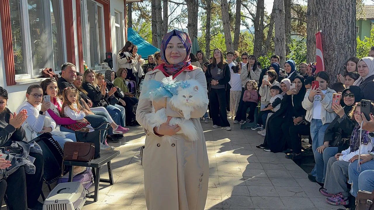 Tokat'ta kediler güzellik yarışması için podyuma çıktı