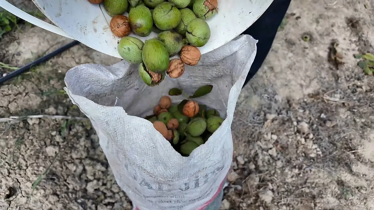 Ceviz bahçelerinde hasat heyecanı
