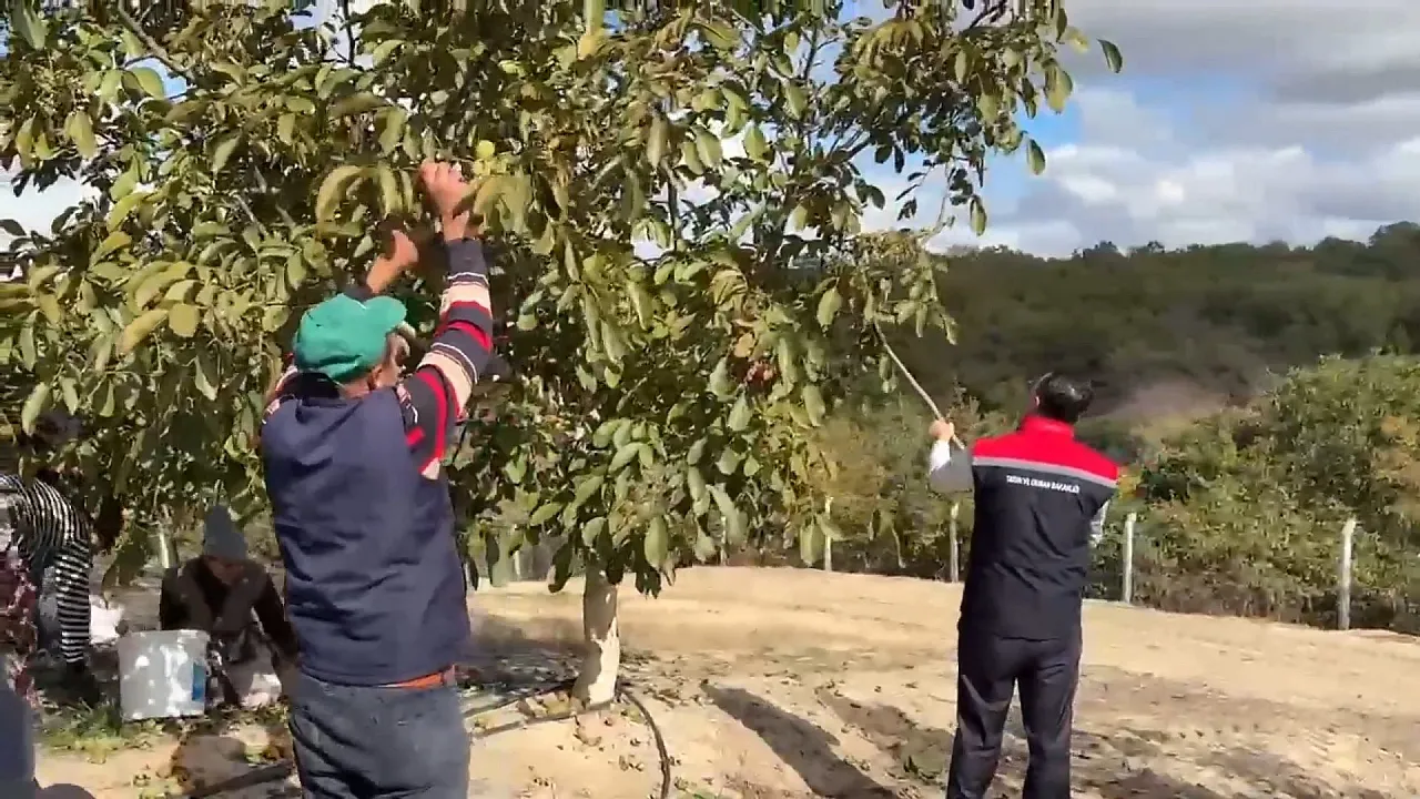 Ceviz bahçelerinde hasat heyecanı