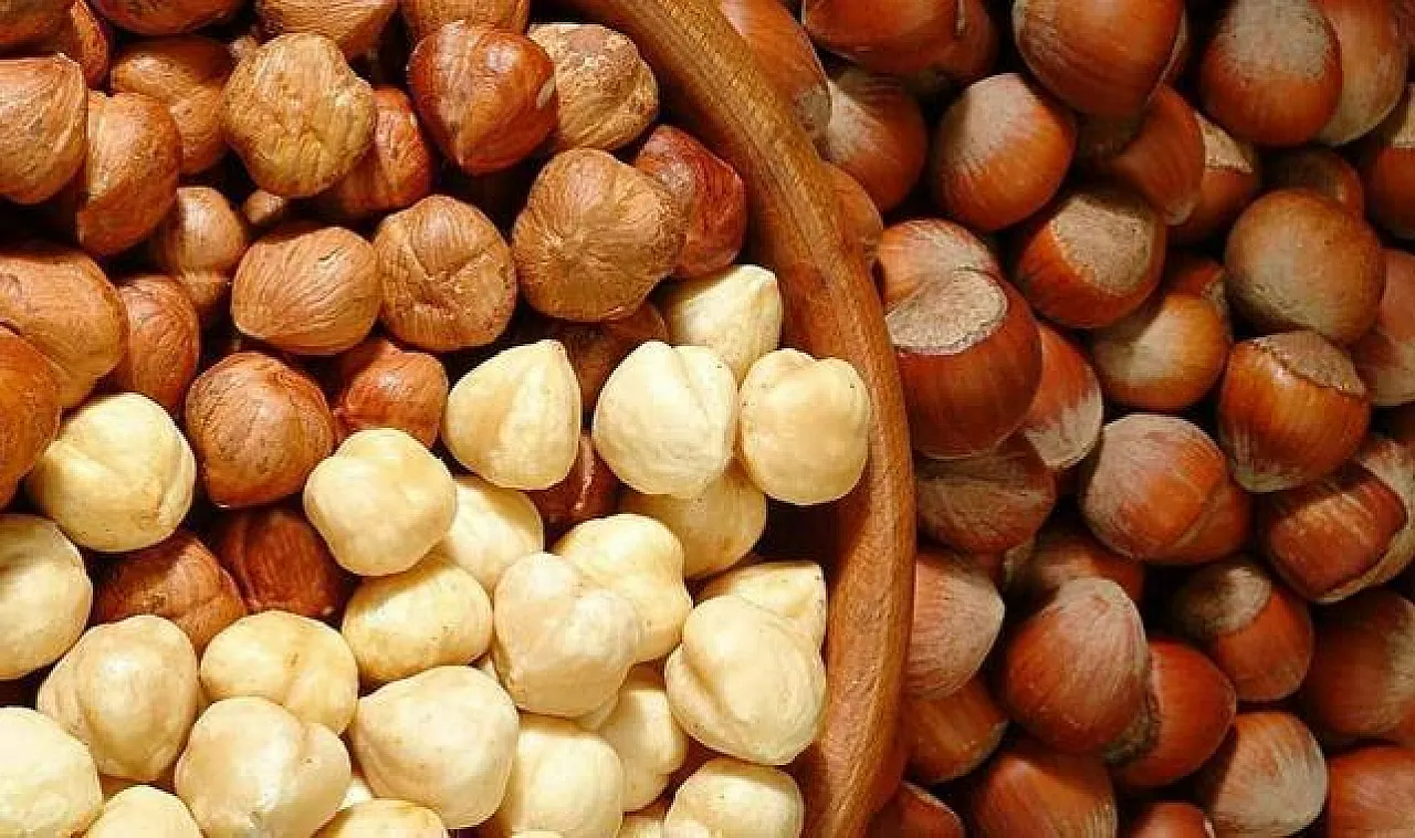 Batı Karadeniz Fındık Üreticisine Nisan Şoku! | 6 Nisan Kastamonu, Bartın, Zonguldak Fiyatları