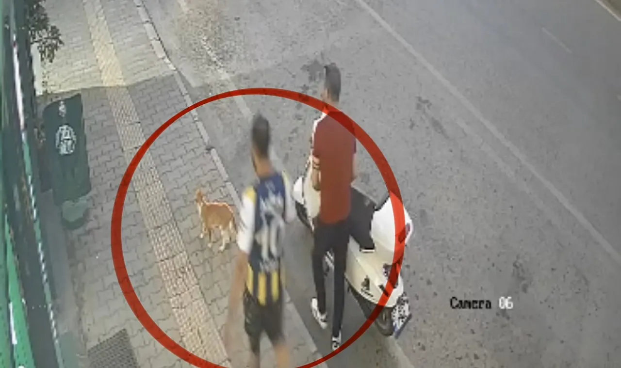 Kediye Şiddet Kamerada: Şüpheli Adliyelik Oldu