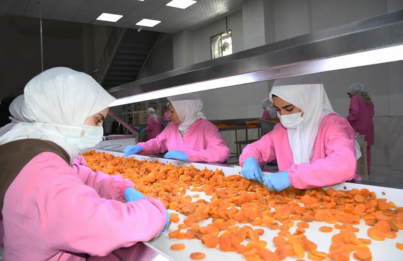 Zirai Don Felaketine Rağmen Kayısı İhracatı Yüz Güldürdü