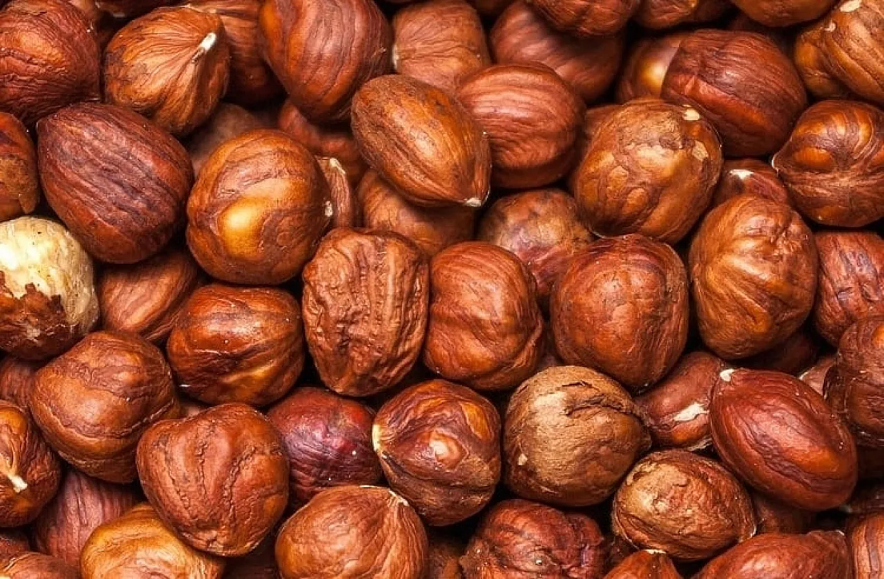 Ordu'da fındık fiyatları belli oldu | Ünye'de fiyatlar aşağı çekildi!