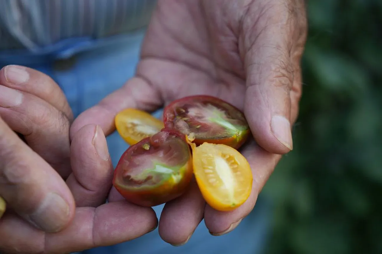 'Olmaz' Denilen Ürünleri Samsun Toprağında Yetiştirdi