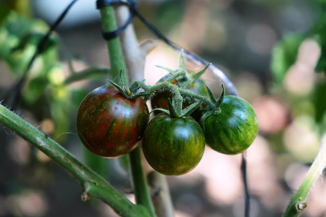 'Olmaz' Denilen Ürünleri Samsun Toprağında Yetiştirdi