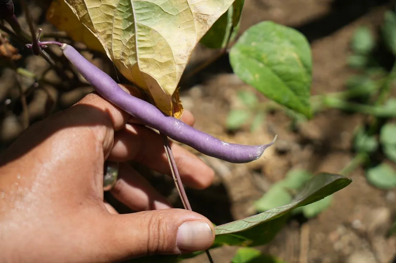 'Olmaz' Denilen Ürünleri Samsun Toprağında Yetiştirdi