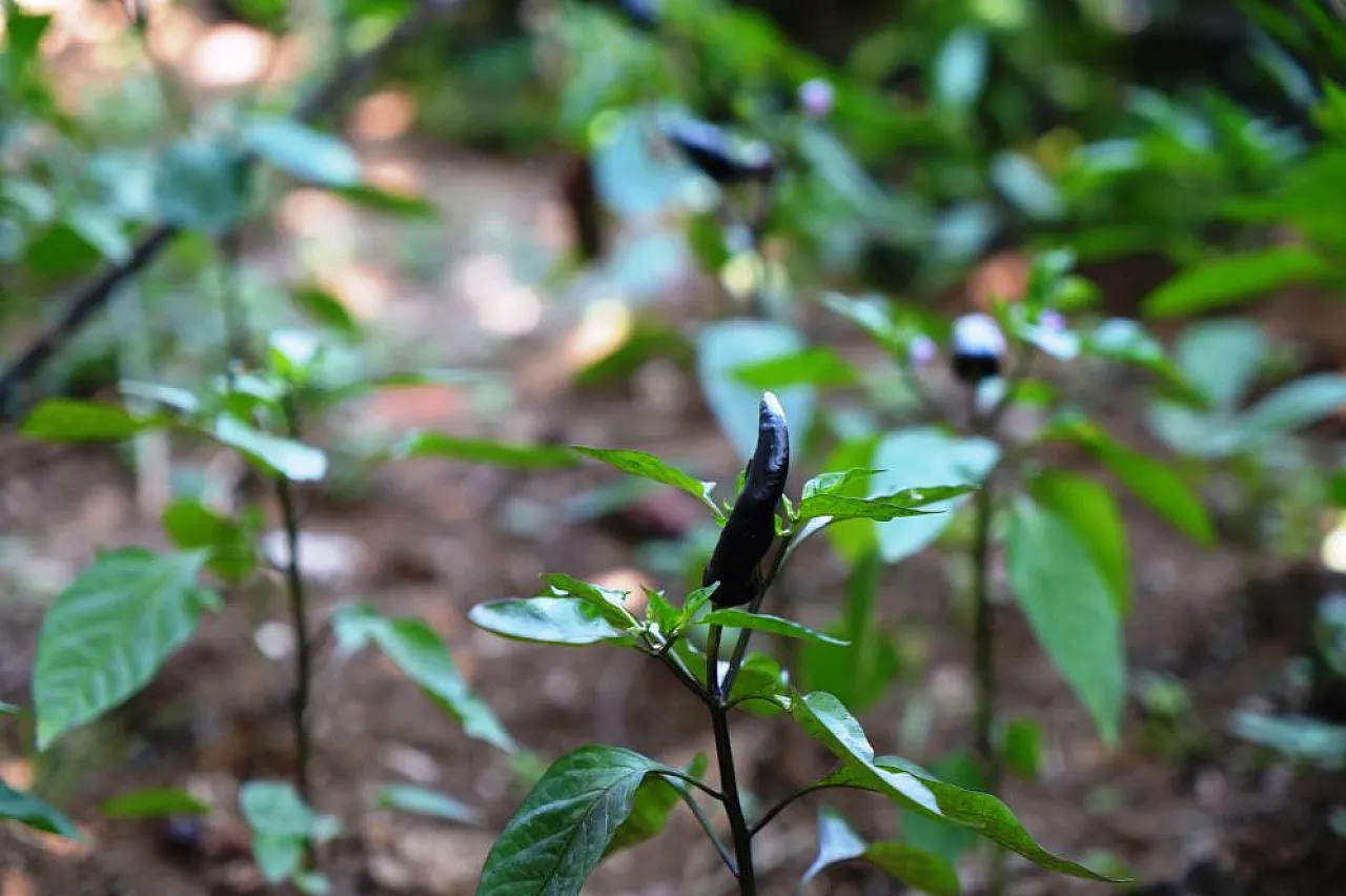 'Olmaz' Denilen Ürünleri Samsun Toprağında Yetiştirdi
