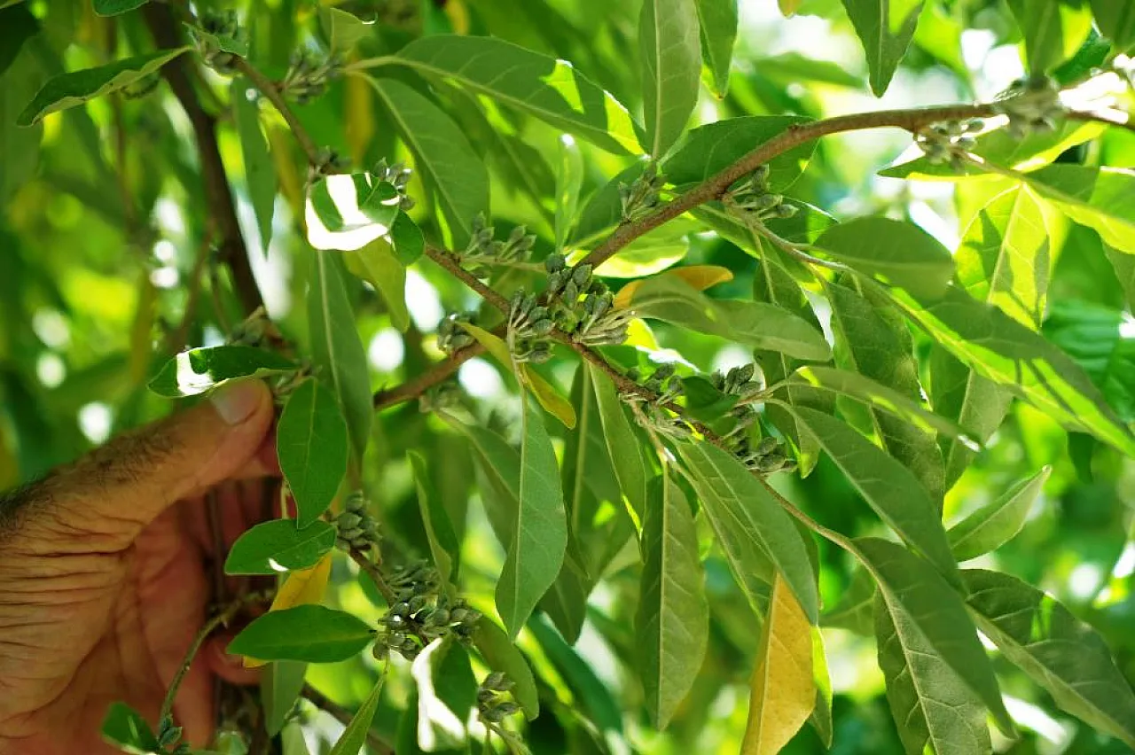 'Olmaz' Denilen Ürünleri Samsun Toprağında Yetiştirdi