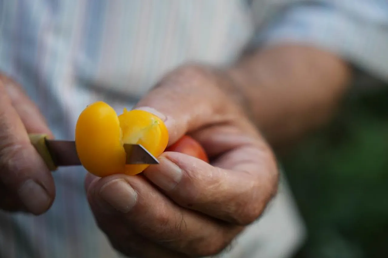 'Olmaz' Denilen Ürünleri Samsun Toprağında Yetiştirdi
