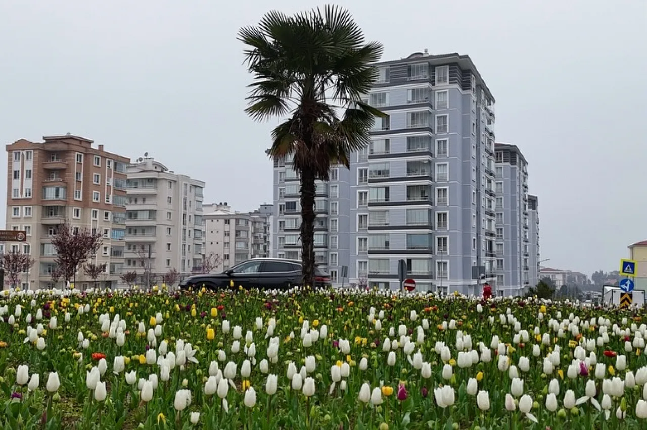 Samsun lalelerle renklendi