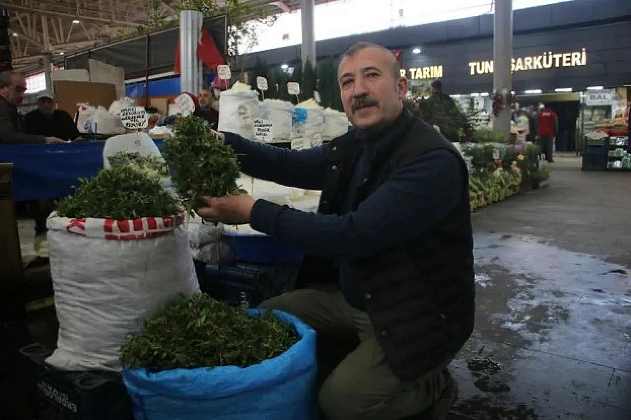 Jilet yardımıyla tek tek toplanıyor! Kilosu 200 TL