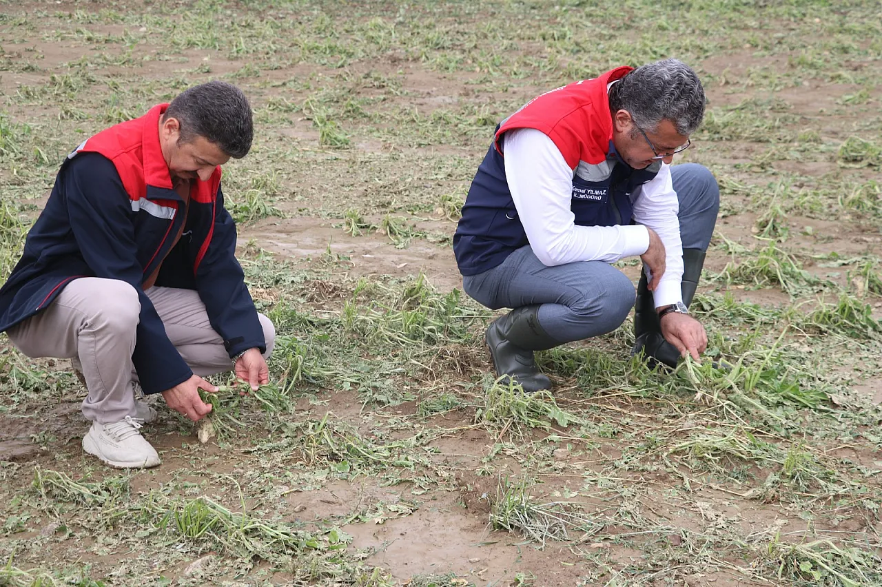 Samsun'da dolu 40 bin dekar tarım arazisini vurdu