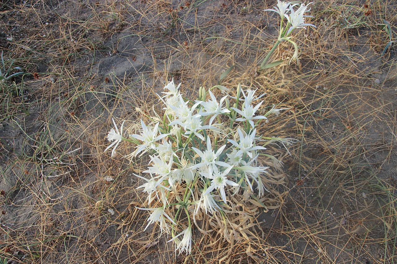Kum zambakları sahili beyaza bürüdü