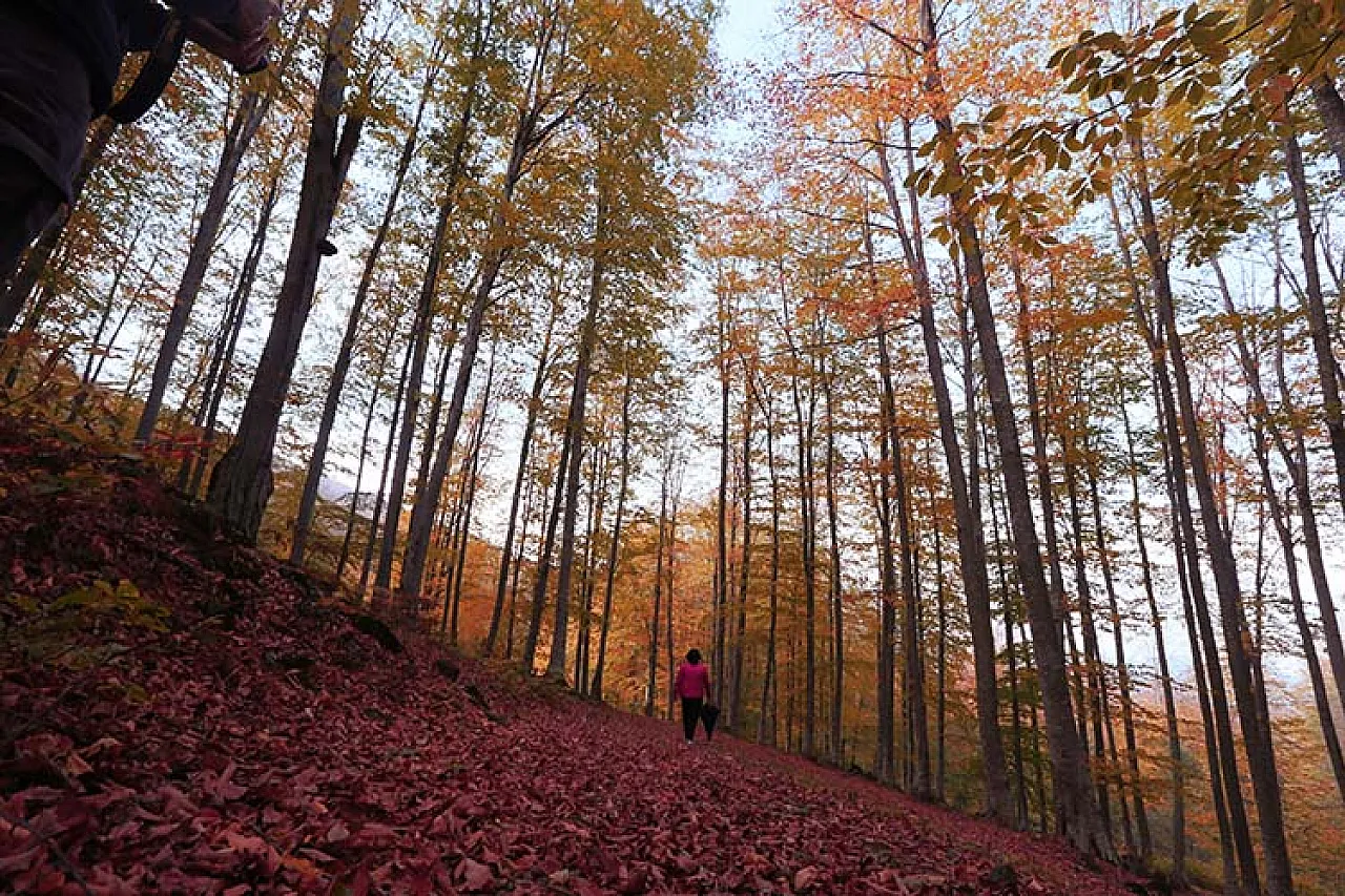 Samsun'un Zirvesinde Bir Doğa Kaçamağı : Nebiyan Dağı ve Yaylası
