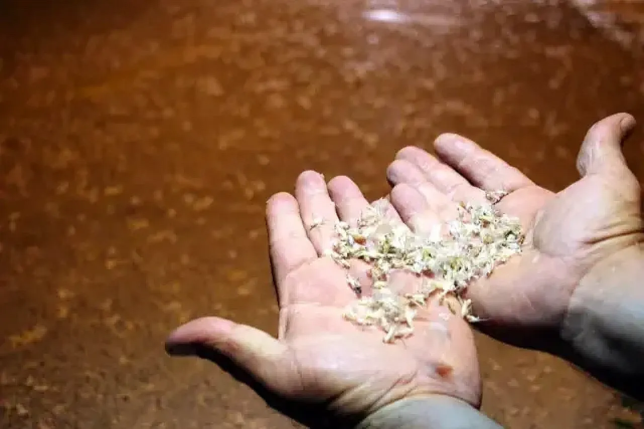 Milyonlarca sineğin 'Ölüm Dansı' başladı