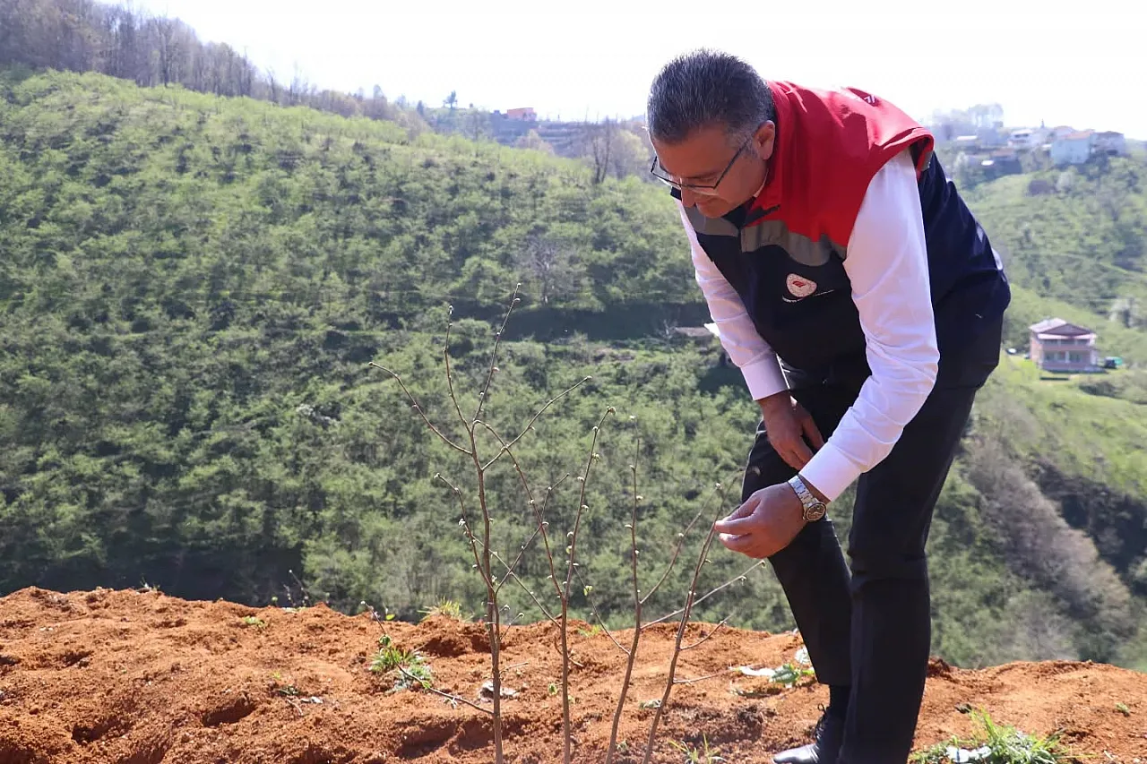 Fındıkta teraslama devrimi: Terme'deki örnek bahçeler verimi katlıyor