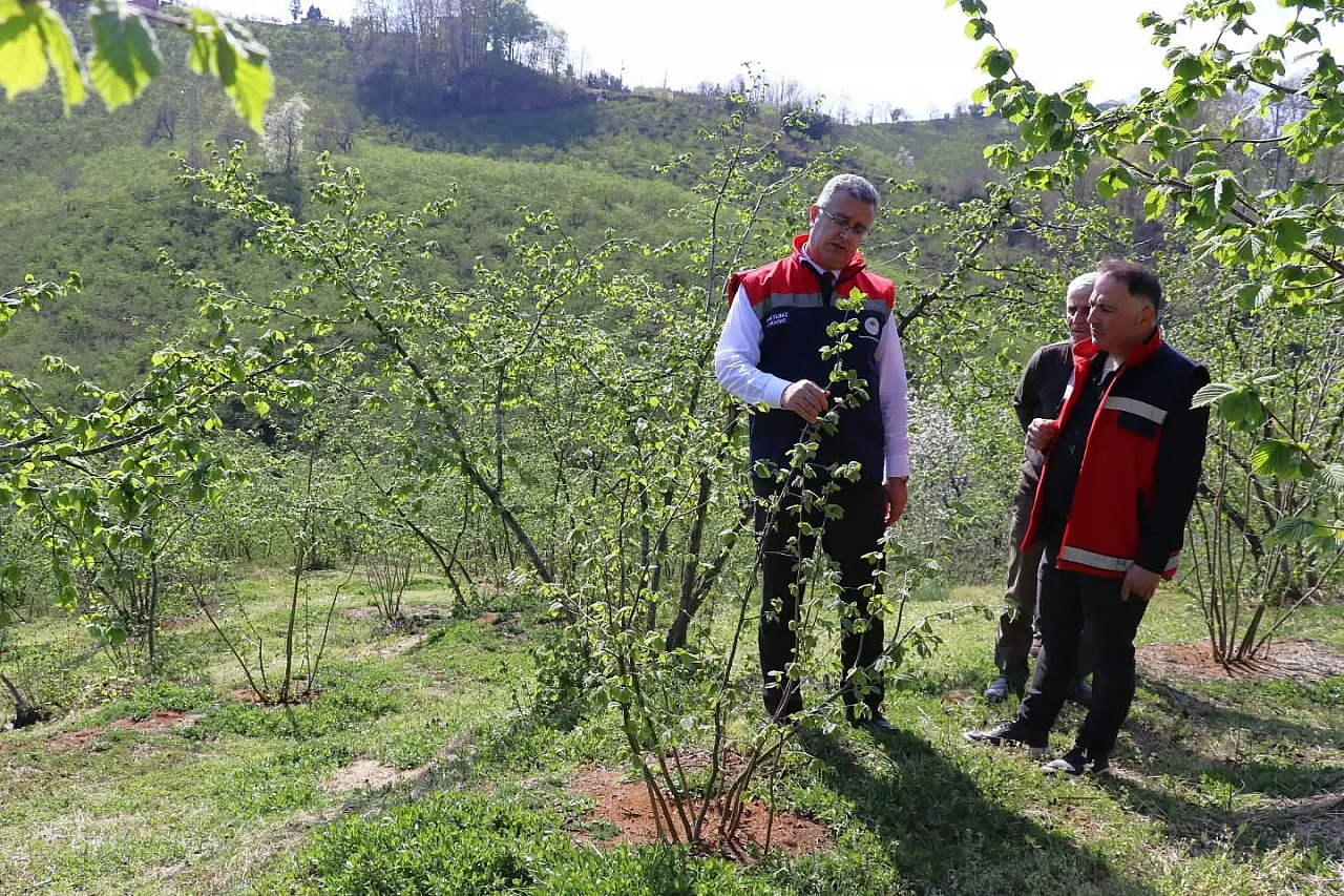 Fındıkta teraslama devrimi: Terme'deki örnek bahçeler verimi katlıyor