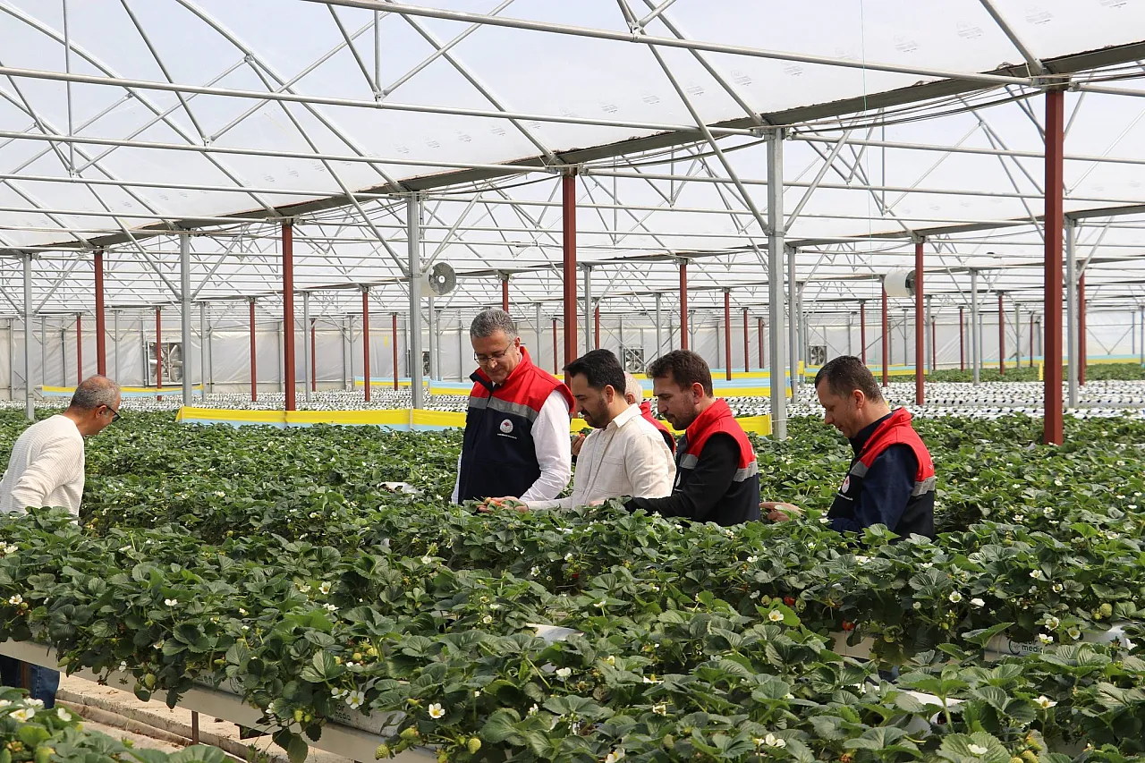 Yıllık 70 ton kapasite: Çarşamba mantar üretiminde 'Ben de varım' diyor