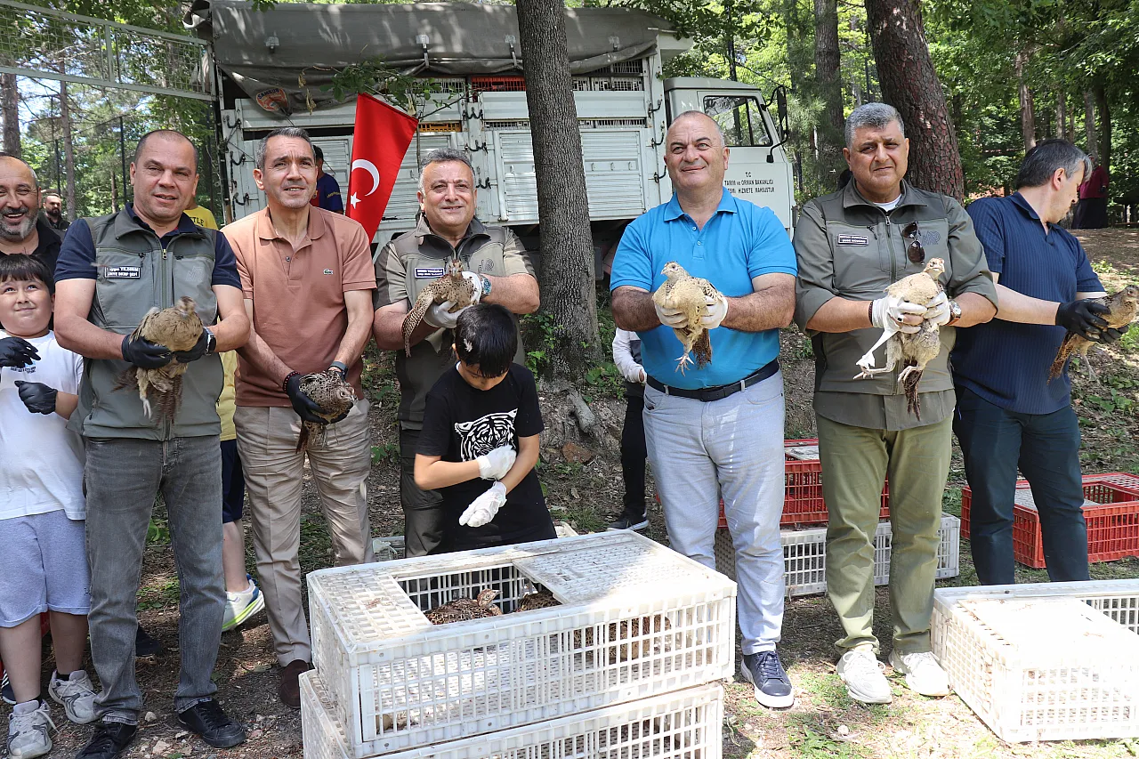 Ordu'da Zararlı Böceğe Karşı Biyolojik Hamle: 1600 Sülün Doğayla Buluştu