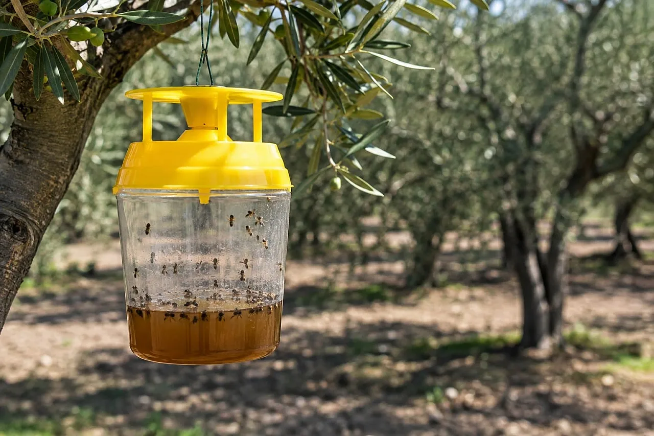Erdek'te zeytin üreticilerine 'zeytin sineği' uyarısı