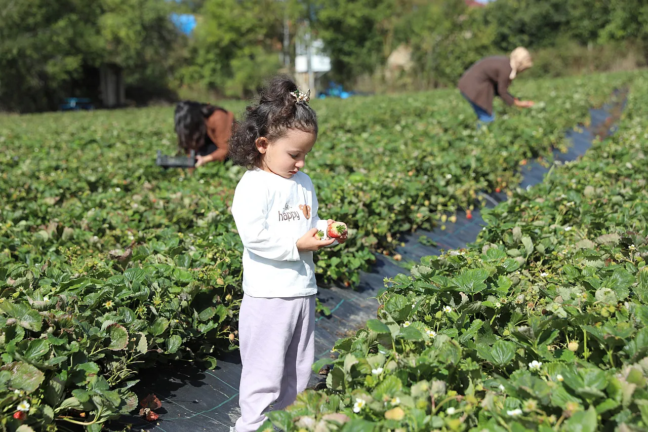 Samsun Büyükşehir destekliyor, çilek üretimi artıyor