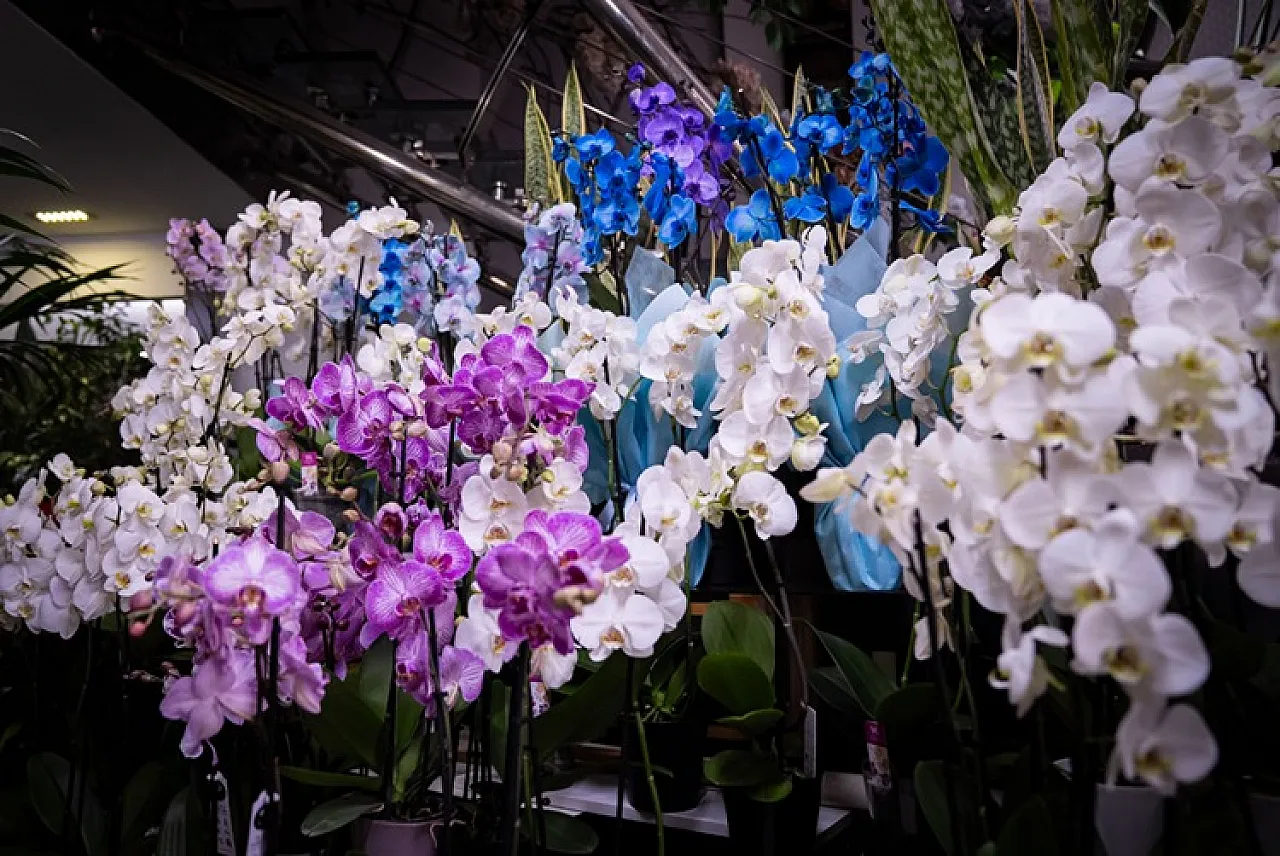 Aşkını ifade etmek isteyen çiçekçiye koşuyor : Samsun'da sevgililer günü heyecanı