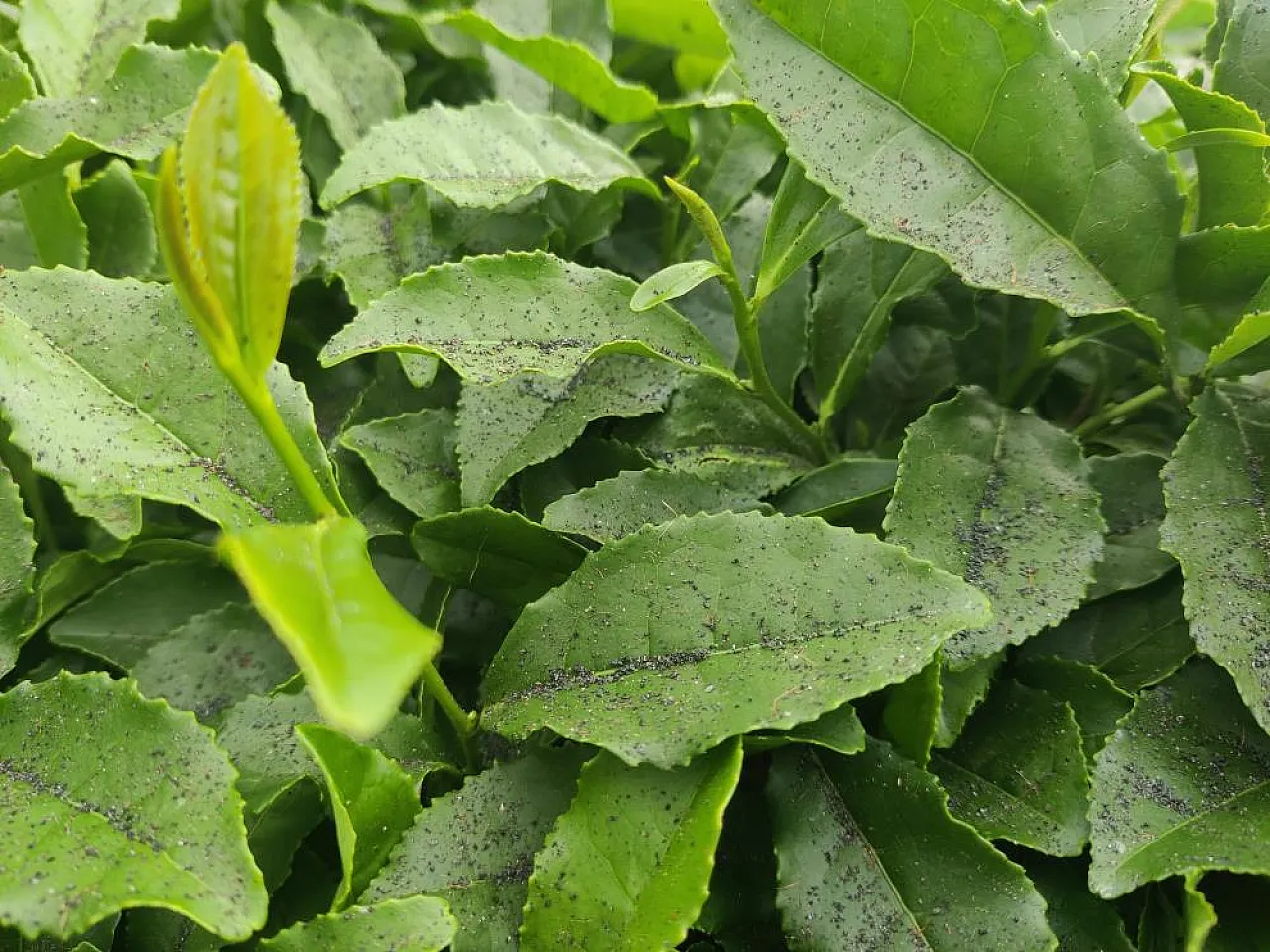 Çay, fabrikasının bacası tehlike saçıyor