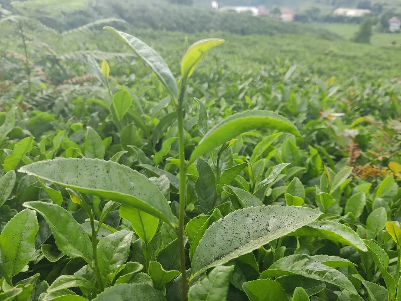 Çay, fabrikasının bacası tehlike saçıyor